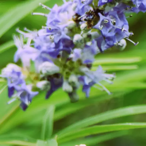 Detail-Ansicht von Mönchspfeffer-Blüten