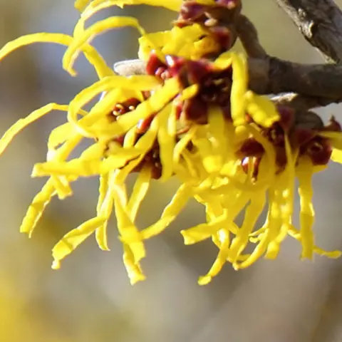 Detail-Ansicht von Hamamelis-Blüten
