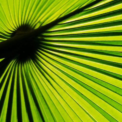 Detail-Ansicht eines Sabal-Blattes