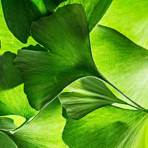 Detail-Ansicht von Ginkgoblättern