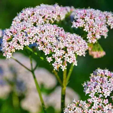 Detail-Ansicht von Baldrianblüten