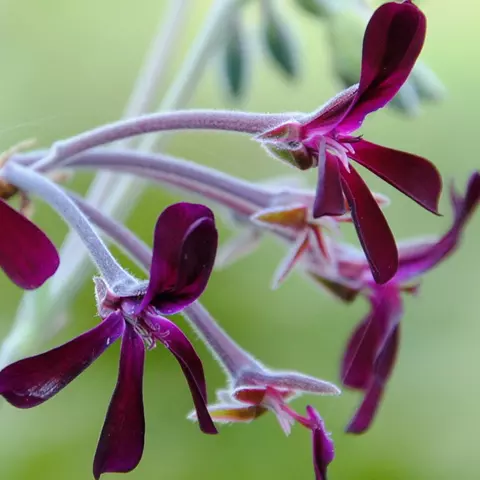 Detail-Ansicht von Pellargonium-Blüten