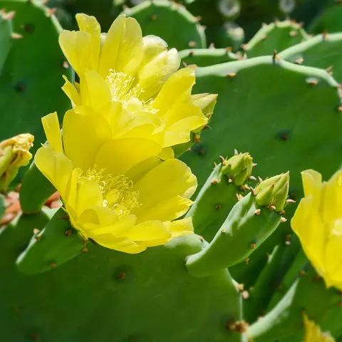 Detail-Ansicht eines Feigenkaktus mit geöffneten Blüten