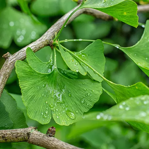 Detail-Aufnahme von Ginkgoblättern