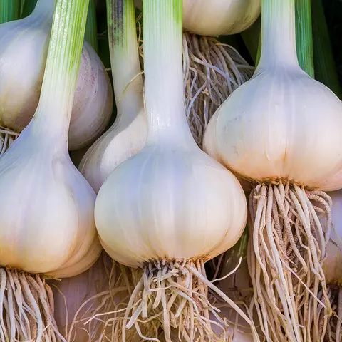 Frische Knoblauchknollen