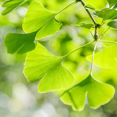 Detail-Ansicht von Ginkgo-Blättern