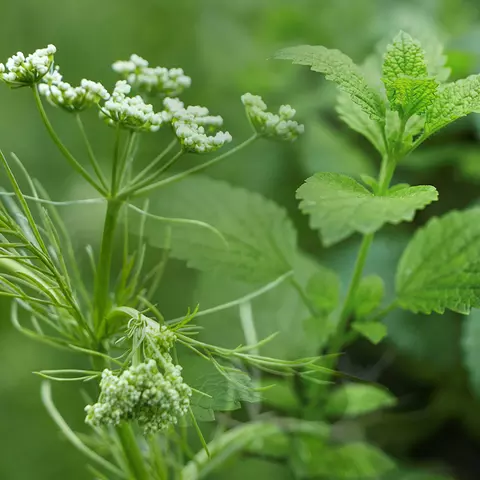 Bildkomposition aus Detailaufnahmen von Kümmelblüten und Pfefferminzblättern