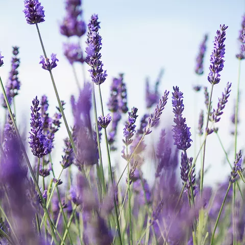 Nahaufnahme eines Lavendel-Feldes