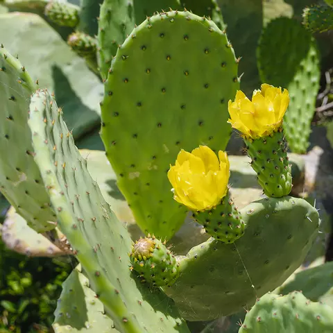 Blüten und Kladodien mehrerer Feigenkakteen
