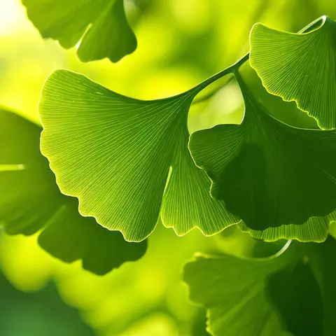 Detail-Ansicht von Ginkgo-Blättern