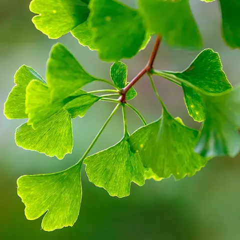 Detail-Ansicht von Ginkgo-Blättern