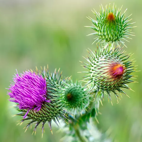 Detail-Aufnahme von Mariendistel-Blüten