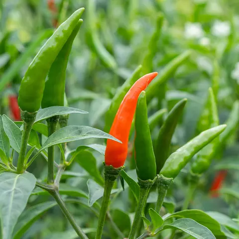 Detail-Ansicht von Capsicum-Schoten