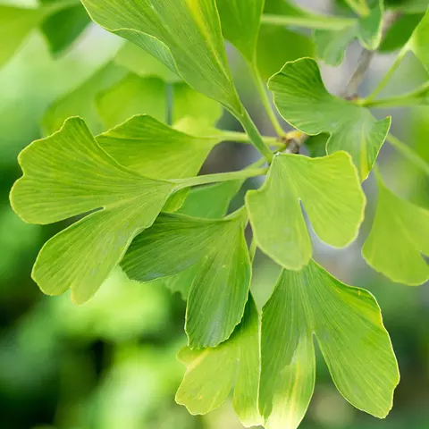 Detail-Ansicht von Ginkgo-Blättern