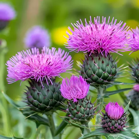 Detail-Aufnahme von Mariendistel-Blüten
