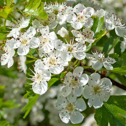 Detail-Ansicht von Weißdornblüten