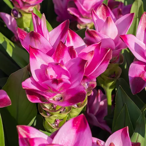Detail-Ansicht von Curcuma-Blüten