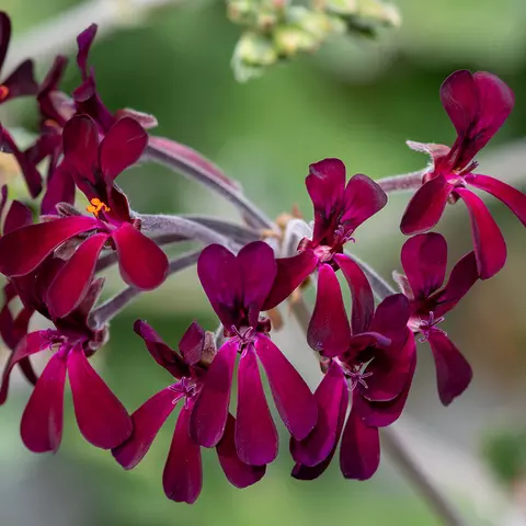Detail-Ansicht von Pelargonium-Blüten