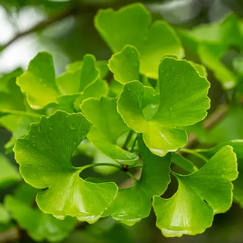 Detail-Ansicht von Ginkgo-Blättern