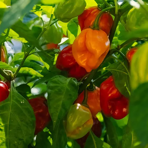 Detail-Ansicht von Capsicum-Schoten