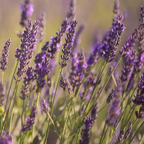 Detail-Ansicht von Lavendel-Blüten