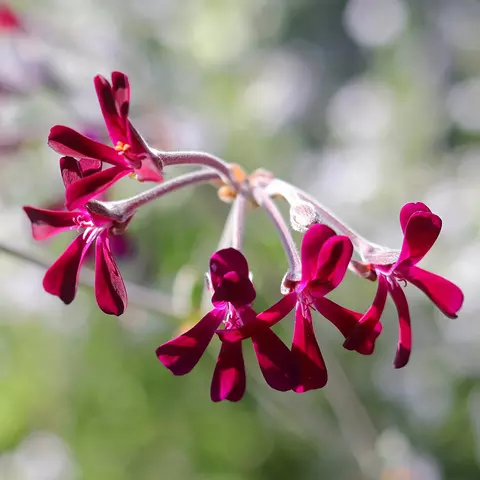 Detail-Ansicht von Pelargonium-Blüten