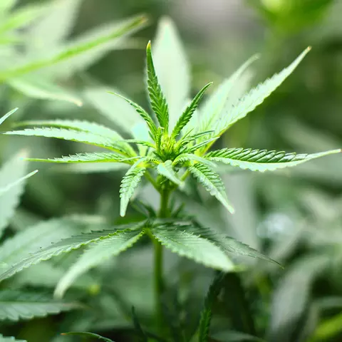 Detail-Ansicht von Cannabis-Blättern