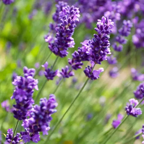Detail-Ansicht von Lavendel-Blüten