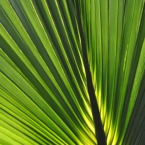 Detail-Ansicht eines Sabal-Blattes