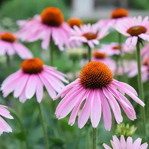 Detail-Aufnahme von Echinacea-Blüten