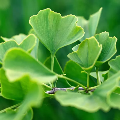 Detail-Ansicht von Ginkgo-Blättern