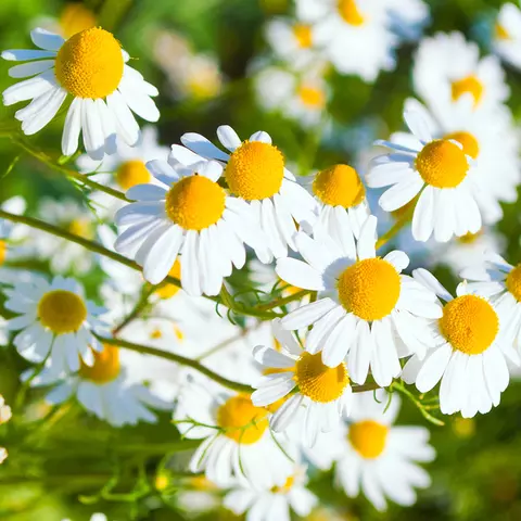 Detail-Aufnahme von Kamillen-Blüten