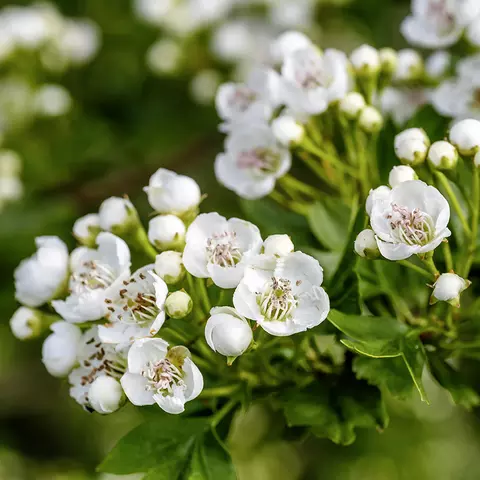 Detail-Aufnahme von Weißdorn-Blüten