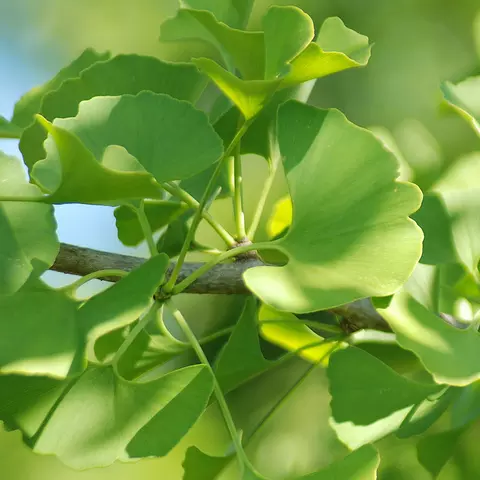Detail-Ansicht von Ginkgo-Blättern