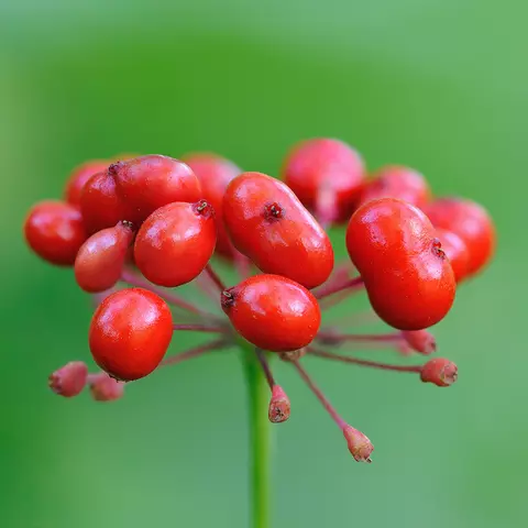 Detail-Ansicht von Ginseng-Früchten