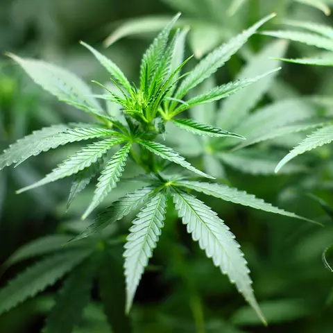 Detail-Ansicht von Cannabisblättern