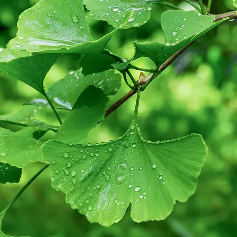 Detail-Ansicht von Ginkgo-Blättern