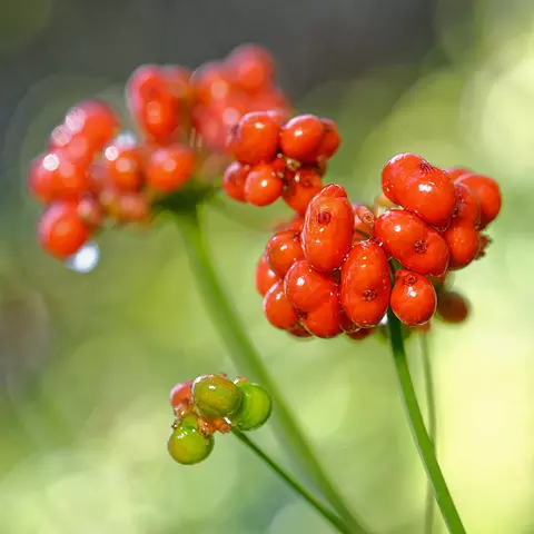 Detail-Ansicht von Ginseng-Früchten