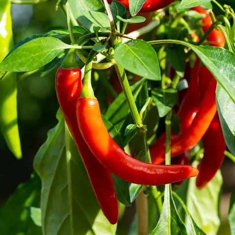 Detail-Ansicht von Capsicum-Schoten