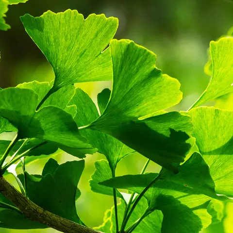 Detail-Ansicht von Ginkgo-Blättern