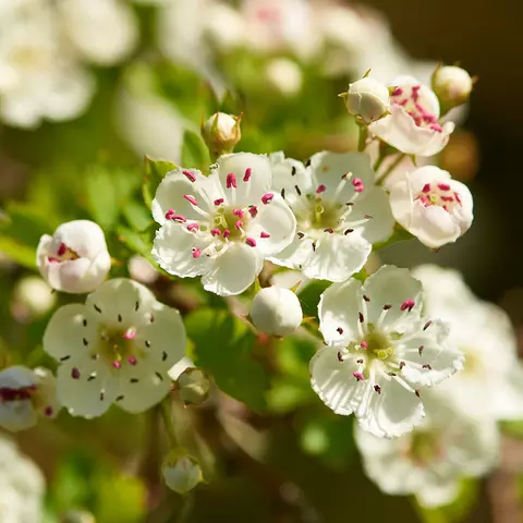 Detail-Ansicht von Crataegus-Blüten