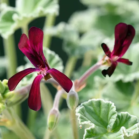 Detail-Ansicht von Pelargonium-Blüten