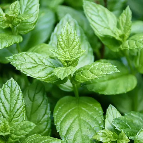 Detail-Ansicht von Pfefferminzblättern