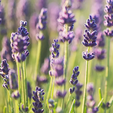 Detail-Ansicht von Lavendel-Blüten