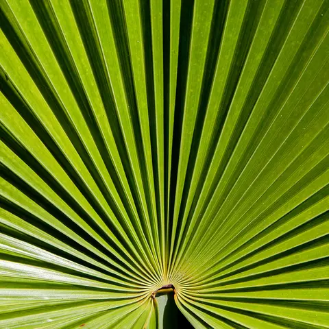 Detail-Ansicht eines Sabal-Blattes