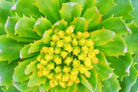Detailaufnahme einer Rhodiola-Pflanze mit Blüten